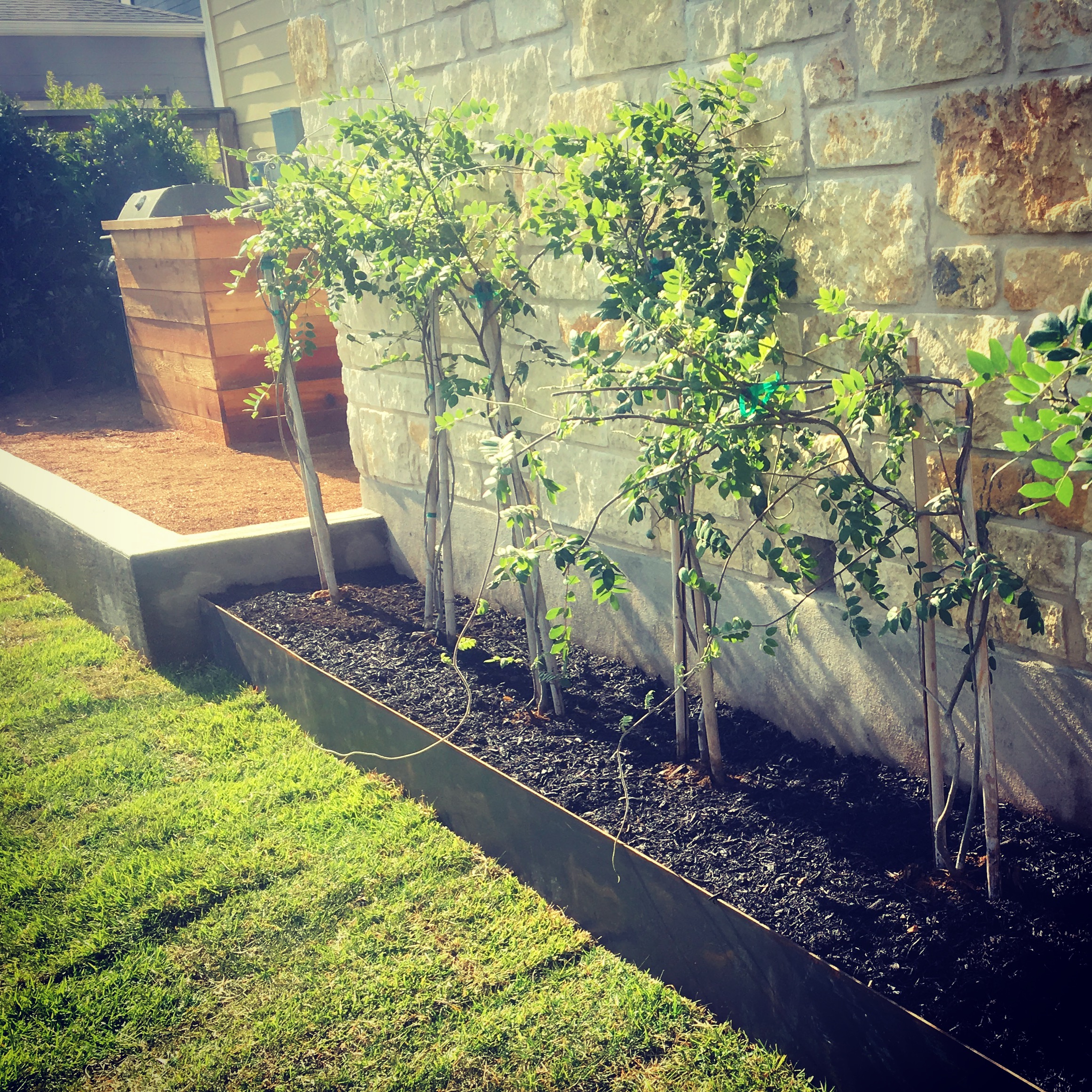 Wisteria in a steel plate planter along limestone garden wall